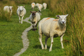 Obraz na płótnie Canvas UK, Scotland, Fort William, Sheeps on the field near the city.
