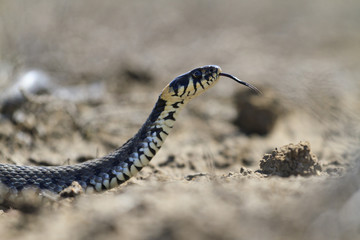 snake with protruding tongue crawling on sand