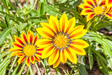 Colorful yellow Gazania in the garden with blurred natural backg