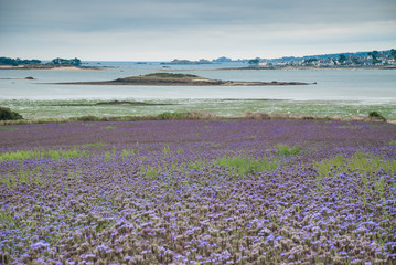 Lavender by the sea in Bretagne