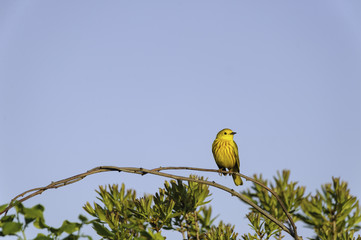 Male Yellow Warbler perched