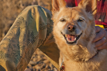 Closeup on the face of one yellow mixed breed dog, looking relaxed with open mouth, with a warm and...