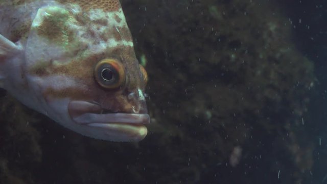 Close up on a canary rockfish with a grumpy expression.