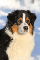 Portrait of black dog in the winter on a sunny day