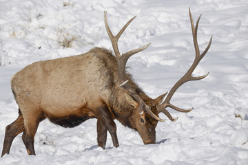 Elk In Snow