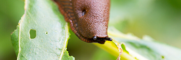 Nacktschnecke frisst Salat - Banner