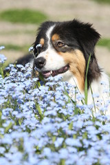 Black australian shepherd hiding in forget-me-not field