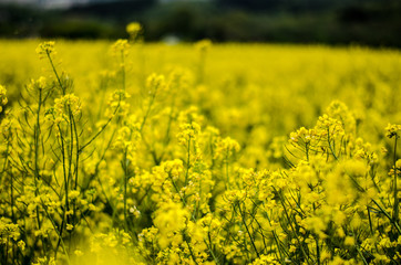  Raps, Rapsfeld, Frühling