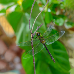 Common Green Skimmer(Anax guttatus), beautiful dragonfly on branch.