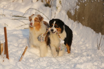 Dogs playing in the snow