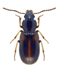Beetle Acupalpus meridianus on a black background