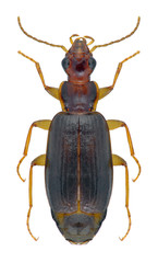 Beetle Dromius agilis on a black background