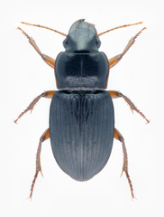 Beetle Harpalus latus on a black background