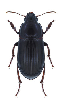 Beetle Zabrus tenebrioides on a black background