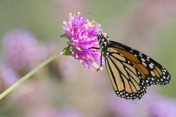 Monarch Butterfly feeding