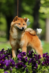 Fluffy cuddly Shiba puppy standing in purple flowers