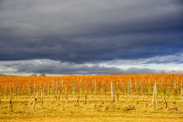Fototapeta na wymiar Weingarten im Winter mit dunklen Wolken
