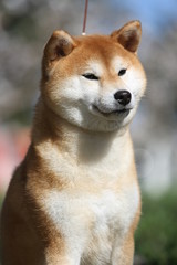 Portrait of Shiba dog outdoors