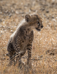 Cheetah cub sitting in Grassland taken in Kenya