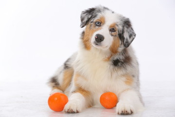 Australian shepherd blue merle puppy with 2 oranges
