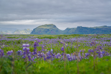 Obraz premium Wild Lupine growing in Iceland 