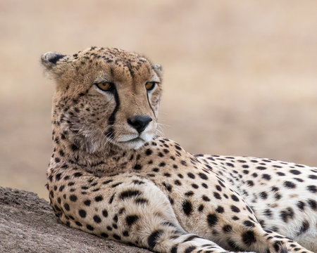 Head shot of a Cheetah lying on an ant mound with golden grass in the background. Taken in Kenya.