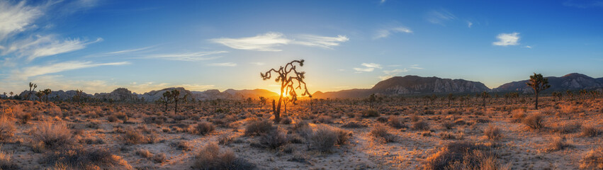 Panorama of a sunrise in Joshua Tree National Park 