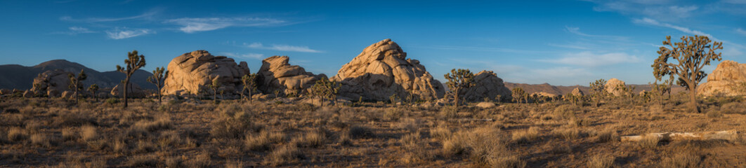 Joshua Tree Panorama 