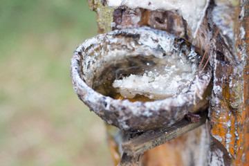 Tapping the raw rubber from rubber tree farm