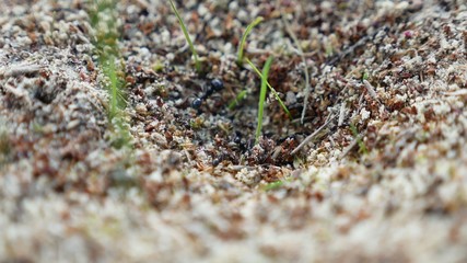 ant ants on nature the earth insects movement works