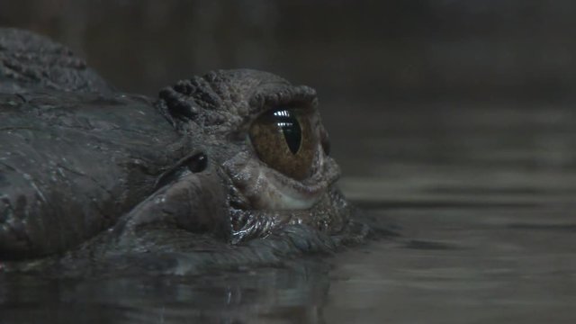 Close up of crocodile eye emerged from dark water.