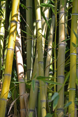 Fototapeta na wymiar Bambus