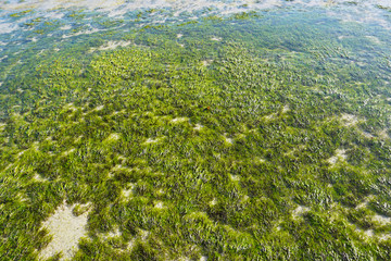 Fototapeta na wymiar Seaweed on the sandy seafloor, the Atlantic Ocean 