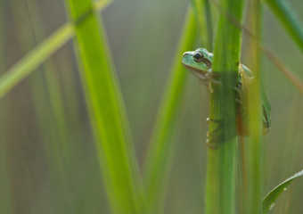 Green Tree Frog on a reed leaf (Hyla arborea) in nature