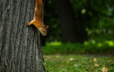 Red squirell close up Sciurus vulgaris