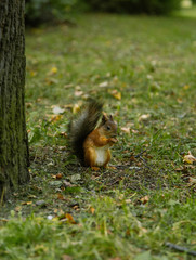 Red squirell close up Sciurus vulgaris