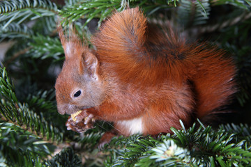 Eichhörnchen in der Tanne