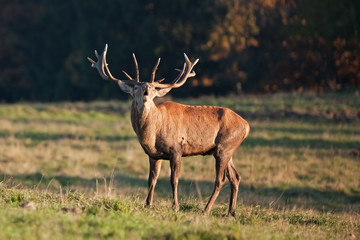 Obraz na płótnie Canvas red deer, cervus elaphus, Czech republic