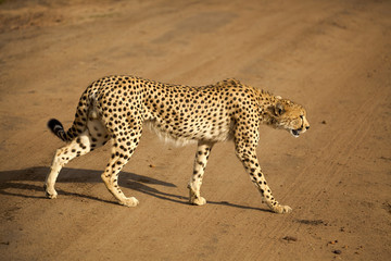 A beautiful cheetah slinks across a dusty road in Kenya's Masai Mara - obrazy, fototapety, plakaty