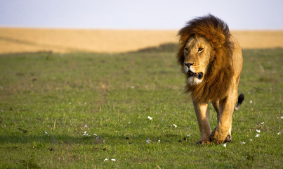 A powerful male lion walks across a flower strewn grass plain in Kenya's Masai Mara National Park