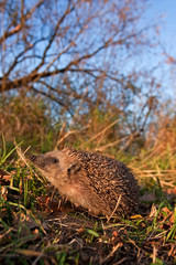 european hedgehog, erinaceus europaeus, Czech republic