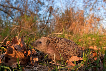 european hedgehog, erinaceus europaeus, Czech republic © prochym