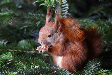 Eichhörnchen in der Tanne