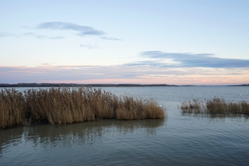 Landscape with waterline, reeds birds and vegetation at sunset
