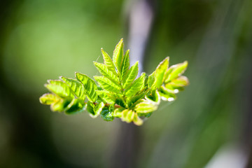 Light green leaves on natural background 