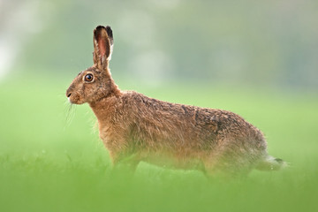 european hare, lepus europaeus, czech republic