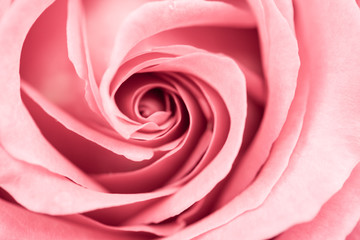 Fototapeta na wymiar Colorful, beautiful, delicate rose petals 