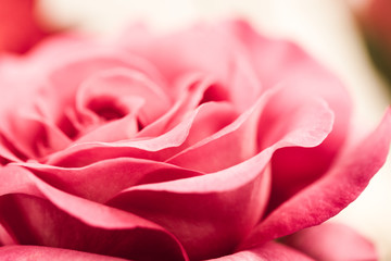 Colorful, beautiful, delicate rose petals 