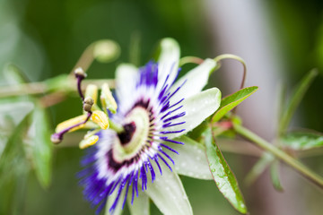 Passion flower (Passiflora incarnata) with details