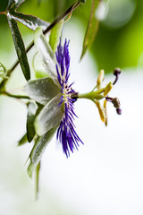 Passion flower (Passiflora incarnata) with details